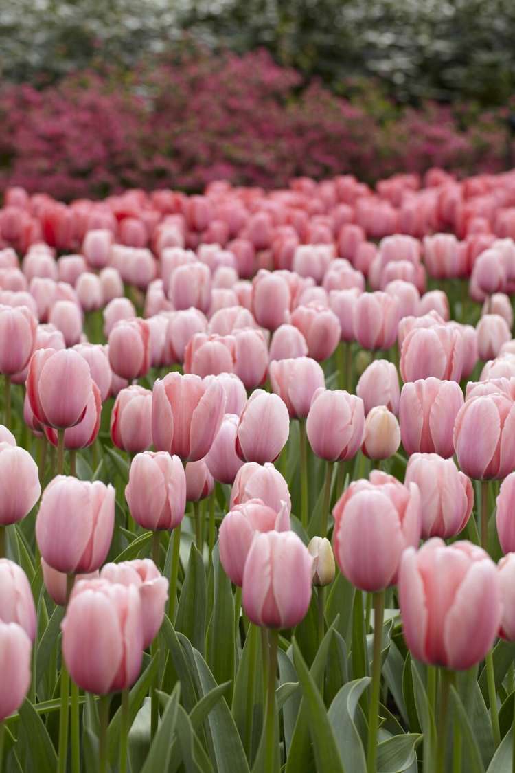 Tulpan 'Salmon Impression'